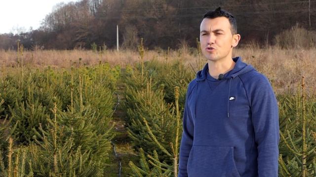 Domaćine kako radiš 14.12.2020. Gajenje četinara, Smederevo, Naupare смотреть онлайн