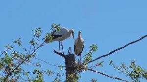 Что стало с нашим хутором Как хуторская изба для кур перенесла переезд.