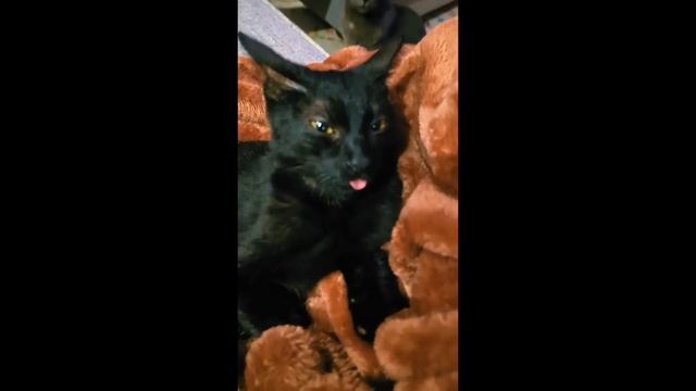 Лучшие клипы с кошками 2025 😹 #2