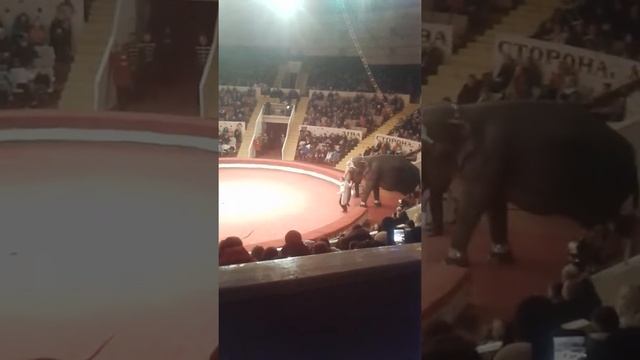 Слониха Майя смотреть онлайн