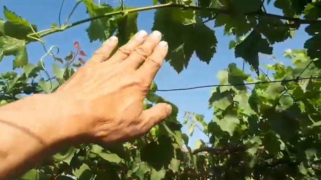 ӮРИКНИ СУПЕР .. НАВЛАРИ.ЭРТА ПИШАР