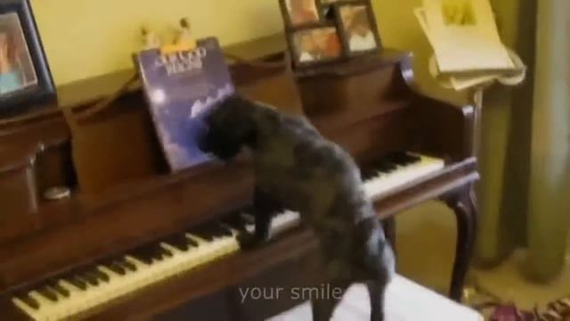 Приколы про наших любимых животных))) смотреть онлайн