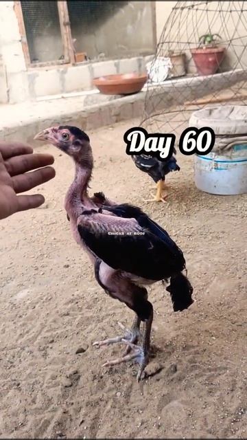 450 Days Journey #aseel #chicken #transformation смотреть онлайн