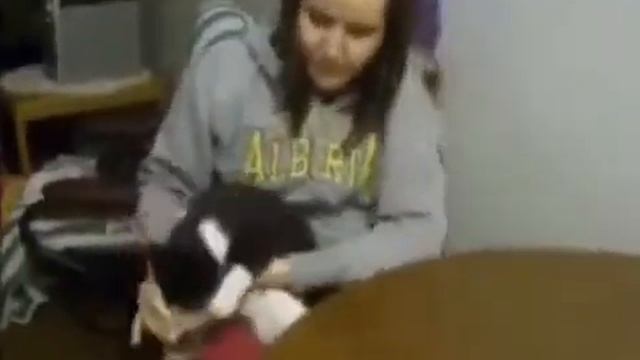 Коты и кошки с водой :) (Приколы) cats with water смотреть онлайн