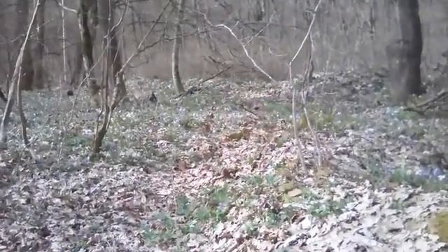18 марта.Полно цветов в лесу! смотреть онлайн