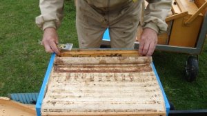 Первое расширение гнезда.