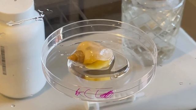 CTA procedure on Lymnaea Stagnalis to measure its ability to learn and retain memories. смотреть онлайн