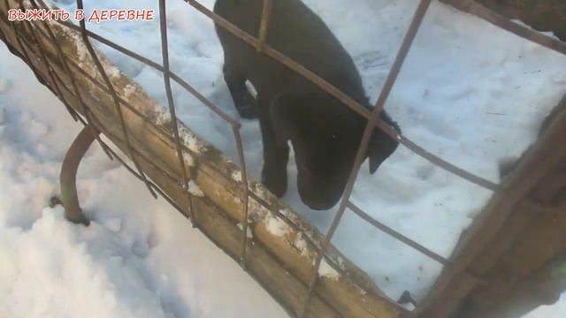 Мне подарили монстра.Вся семья в шоке.Теперь сидим дома.Семья в деревне.Гектор прикол..Юмор. смотреть онлайн