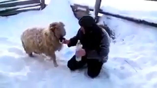 исерек тэкэ смотреть онлайн