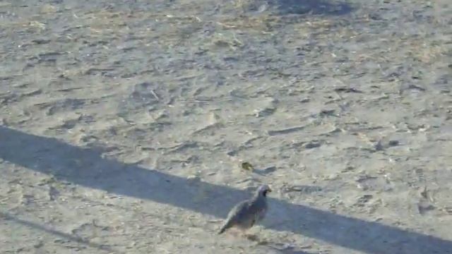 Keklik ve Botan смотреть онлайн