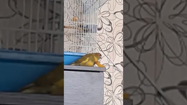 Прикольные попугаи