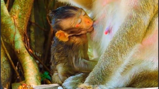 Baby Monkey очень сердился и получил ... 000002113.mp4 смотреть онлайн