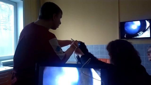 Обследование глаз у щенка. Видеодиагностика. смотреть онлайн
