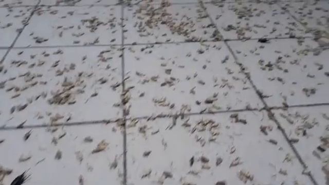 #адельчеллендж смотреть онлайн