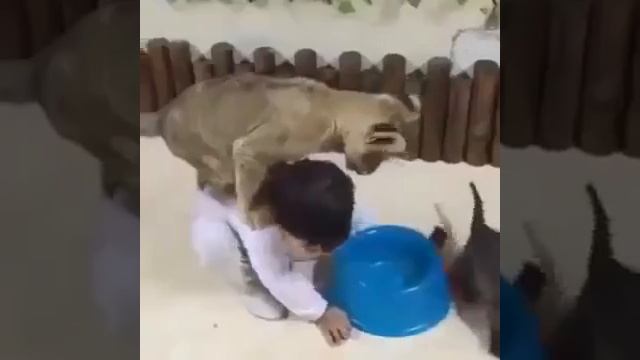 Арабские приколы. 2 смотреть онлайн