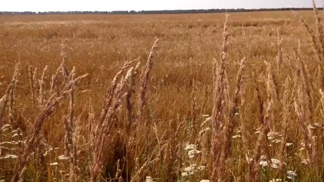 Действуй! смотреть онлайн