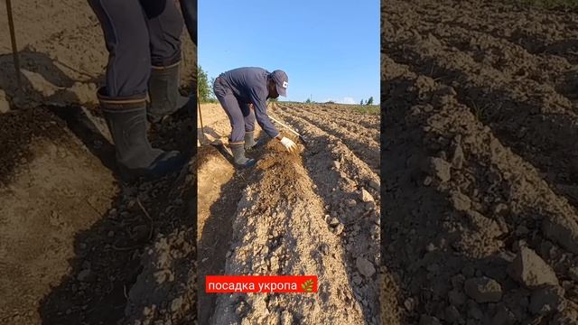 Как вырастить укропа часть 1 | #short #shorts #shortvideo #shortsvideo #farming #subscribe #like смотреть онлайн