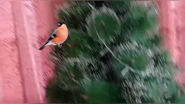 Мини-спектакль под песню "В лесу родилась ёлочка " смотреть онлайн