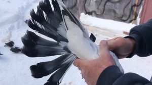 Голуби Гапонова Юрия. 0953680406