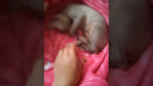 Лысая кошка