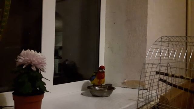 Смешное видео. Попугай Кеша купается в миске. смотреть онлайн