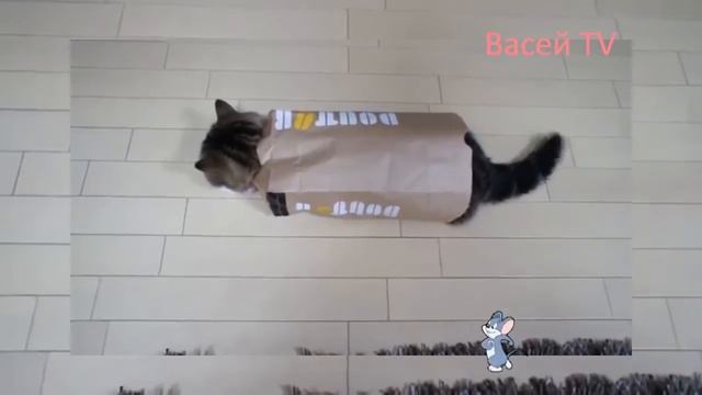 ТОП 10 приколы коты и коробки mp4 смотреть онлайн