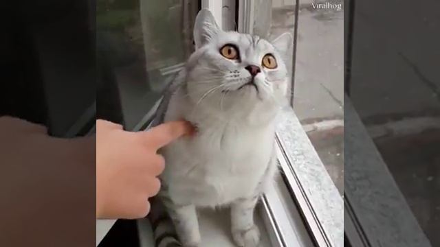 Приколы котов приколы котов котов!!!!!👍👍👍👍👍👍👍👍 смотреть онлайн