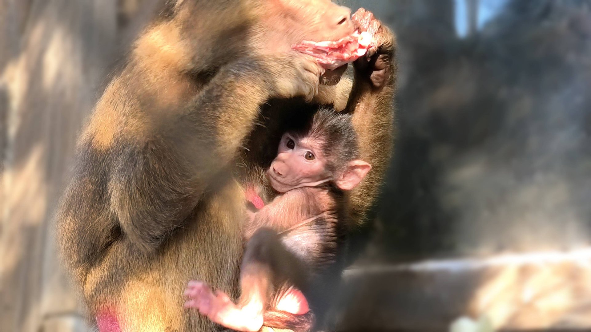 Когда летит мясо, в ДОМ 2 исчезают все правила под дружный ОР! Даже дед не помеха! Это любимая еда! смотреть онлайн