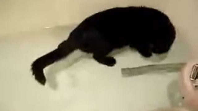 Кот и рыба в воде смотреть онлайн