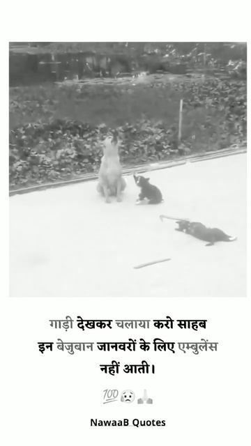#कुत्ते का रोना भाई के दिल को छू गया😛😛💯💯💯 anujgaur72 shailender guar mani смотреть онлайн