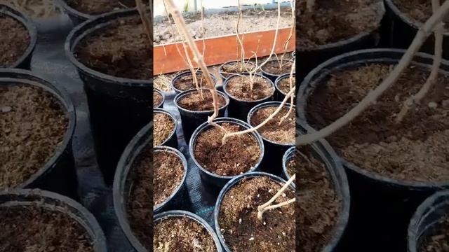 Обрезка молодых саженцев гортензии метельчатой✂️✂?