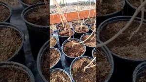 Обрезка молодых саженцев гортензии метельчатой✂️✂?