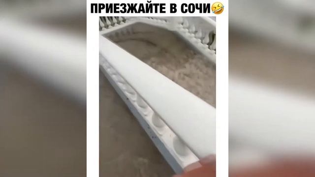 Что по погоде? #Short #Сочи #Приколы #Весёлый Кот