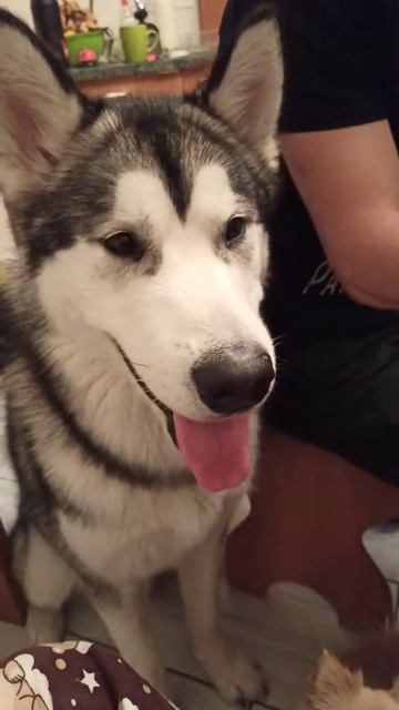 подайте Маламут и шпиц