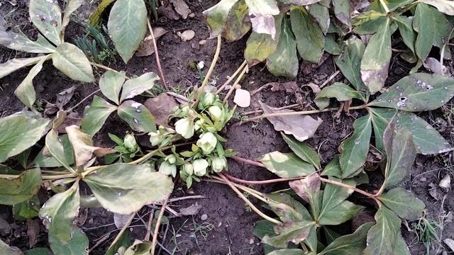 Морозник,обрезаю листья. смотреть онлайн