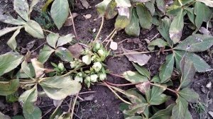 Морозник,обрезаю листья.