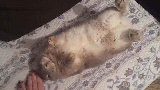 Дрессированный кролик