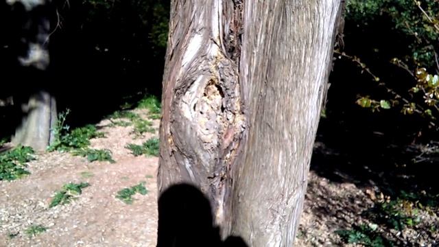Kotschy's gecko - Cyrtopodion kotschyi смотреть онлайн