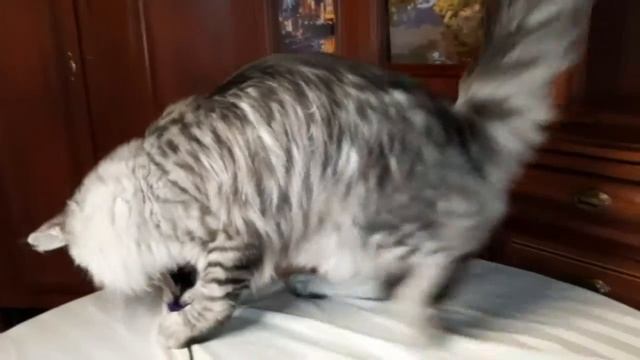 Гозби Бастет кун. 21-я Выставка кошек on-line 14-15 ноября. выставочный N 232, выставочный кл.09 смотреть онлайн