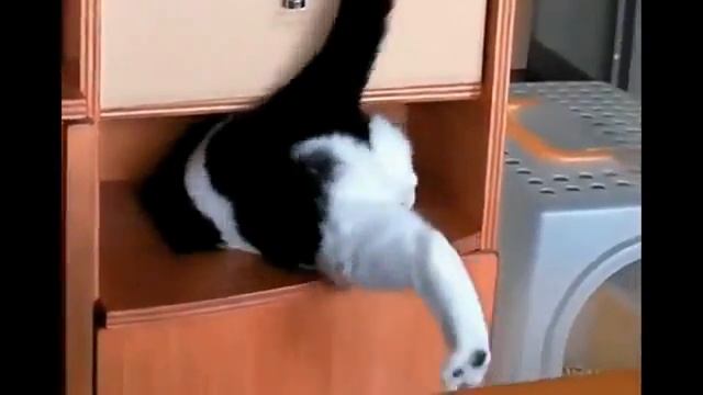 Жирный кот застрял в шкафу смотреть онлайн