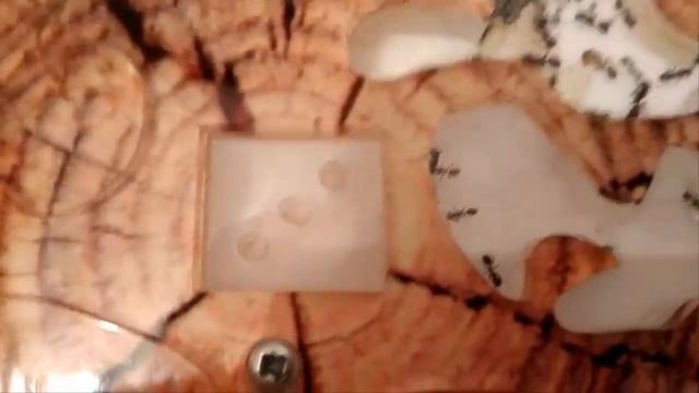 рождение муравья солдата муравьиная ферма муравьи жнецы смотреть онлайн