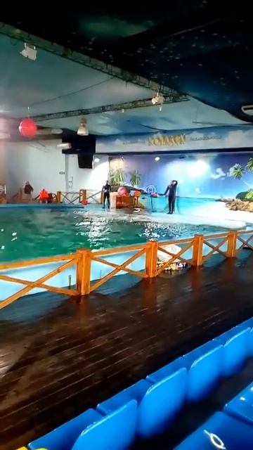 Крутиться дельфин типа танец на танцполе. Дельфинарий ,, Колизей" Лазаревское (Сочи) смотреть онлайн