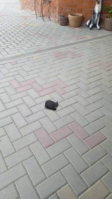 кот батончик 11 часть