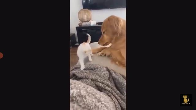 Кошки Прикольные Выпуск 12