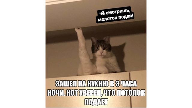 Приколы. КОШАЧЬИ ГРАФФИТИ | Мемозг #179 смотреть онлайн