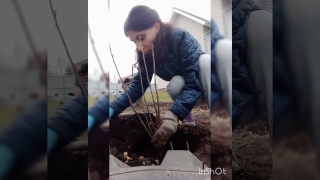 Сажаю белую смородину "Белая фея" смотреть онлайн