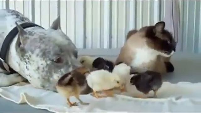 Смешные цеплята с кошкой и собакой superkot ucoz ru смотреть онлайн