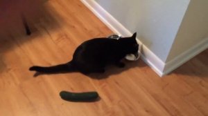 Котенок Гав и приколы с котами. Коты боятся огурцов СУПЕР ржака!!!