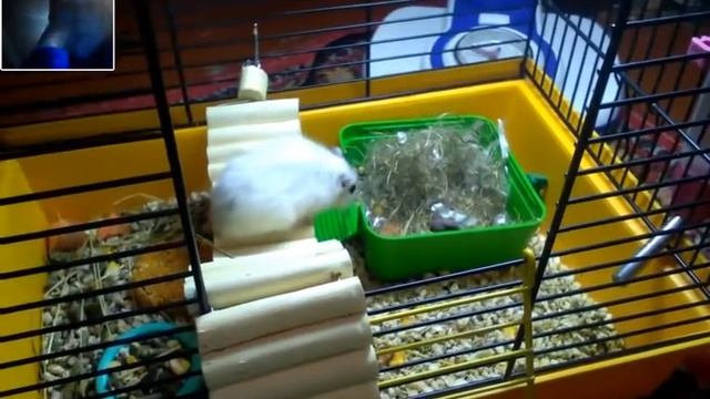 Видео про хомячков и моего хомяка сегуна смотреть онлайн