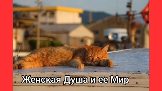 Полстраны выглядит вот так после первого января. Коты - приколы. смотреть онлайн